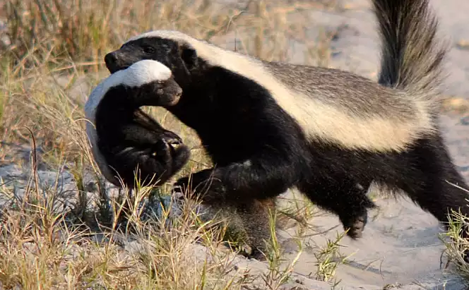 这种动物小时候特别丑,但人们为它起了响亮的外号,还写了不少诗|蜜獾