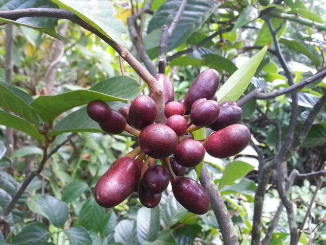 这野果灌木丛最常见果实甘甜可口价值高名字高端叫紫玉盘