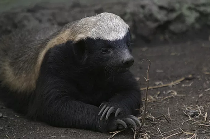 这种动物小时候特别丑,但人们为它起了响亮的外号,还写了不少诗|蜜獾