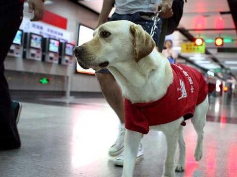 辛苦的狗狗,它的一生奔波在帮助主人的路上,看了感动不已|导盲犬|主人
