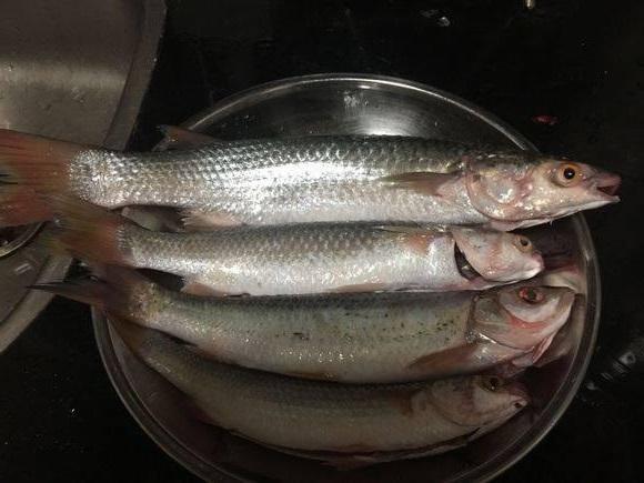 这种鱼在咸淡水交界的地方生活,各位内陆地区的钓友,你们见过吗