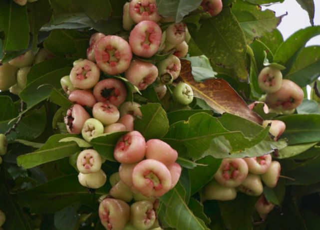 野生浦桃的功效很多所以非常珍贵,可以治疗止咳,通利