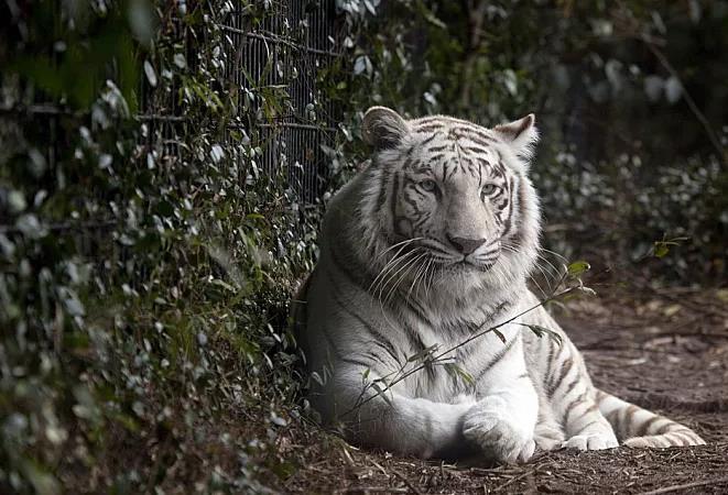 白虎是孟加拉虎的专利东北虎妈妈我也可以生白虎