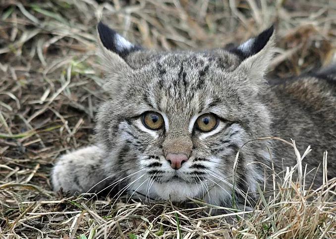 这两种猫科动物很难分辨有人却想出了一个最简单的方法看眼神