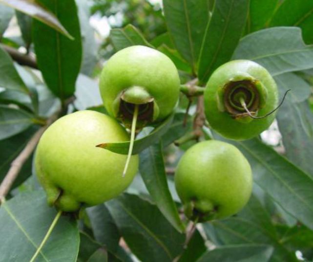 浦桃别名香果,响鼓,风鼓,铃铛果,又因为浦桃多生于水边及河谷湿地