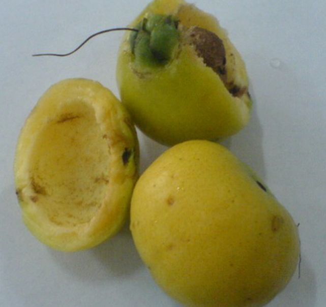 浦桃别名香果,响鼓,风鼓,铃铛果,又因为浦桃多生于水边及河谷湿地