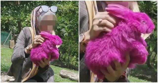 马来西亚养兔场为吸引游客将兔子染成粉色,网友炮轰:还有良心吗