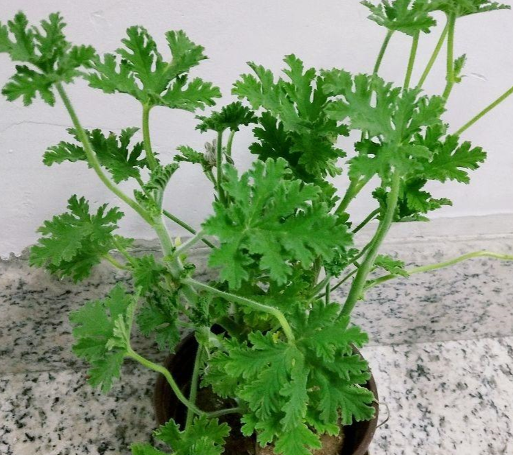 驱蚊草怎么养才能养好(驱蚊草的养殖方法与注意事项雅乐之舞)