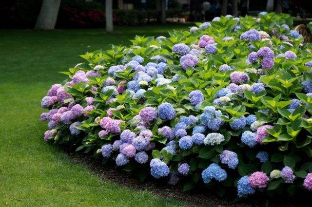 繁星| 绣球花开无尽夏