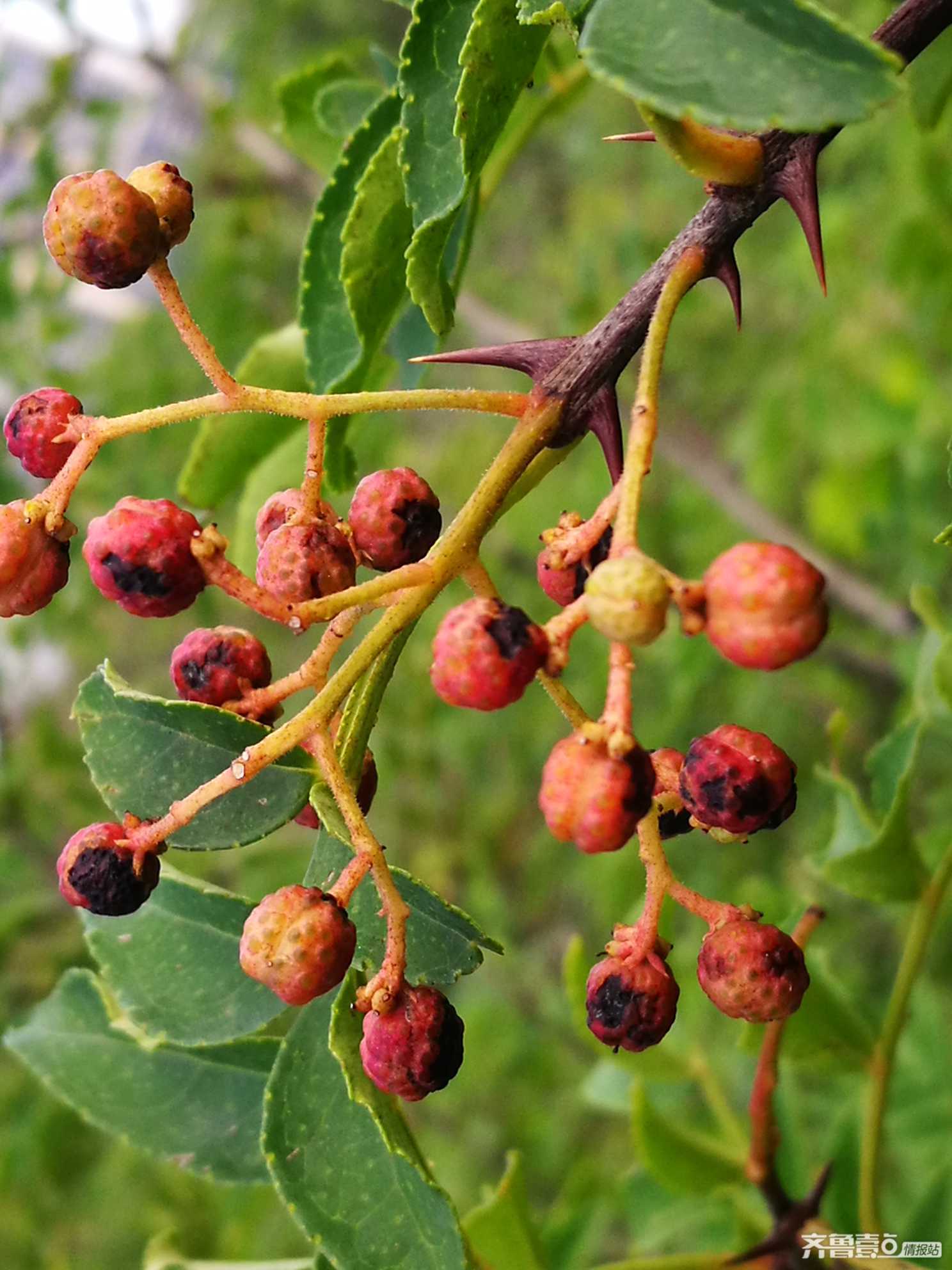 情报站济南莲花山野生花椒成熟游人采摘感叹农民不易