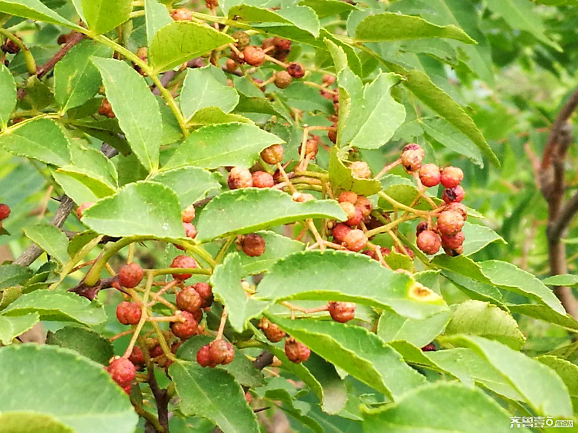 情报站济南莲花山野生花椒成熟游人采摘感叹农民不易