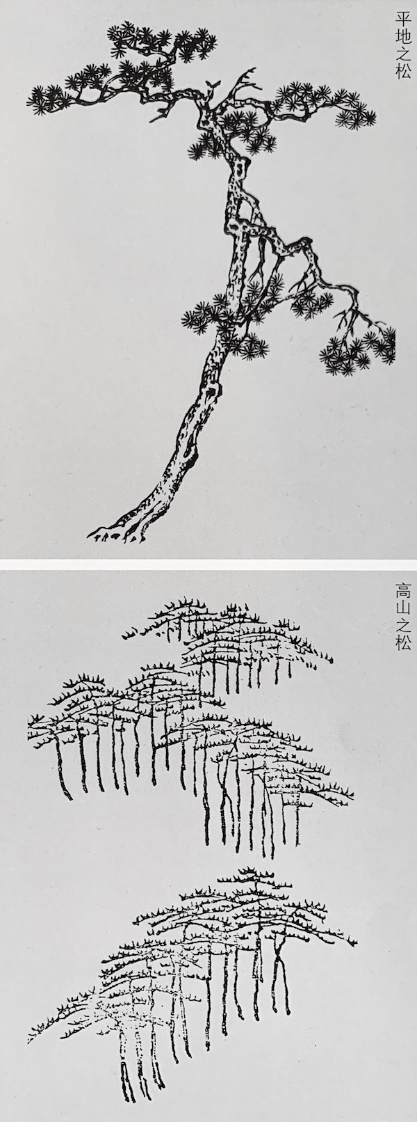 《芥子园画传》平地之松,《梦幻居画学简明》之高山之松松作为植株被