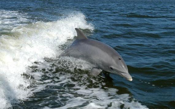 地球智商第二的动物,仅次人类,差点进化为人,正为美国军队服务|海豚
