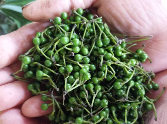 宝,种子摘来泡酒用处广,可惜很多人都不懂|山苍子|植物|浑身_新浪新闻