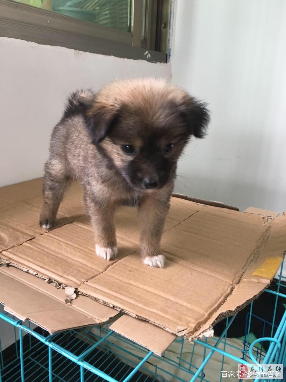 串串狗能当宠物狗养吗怎么养