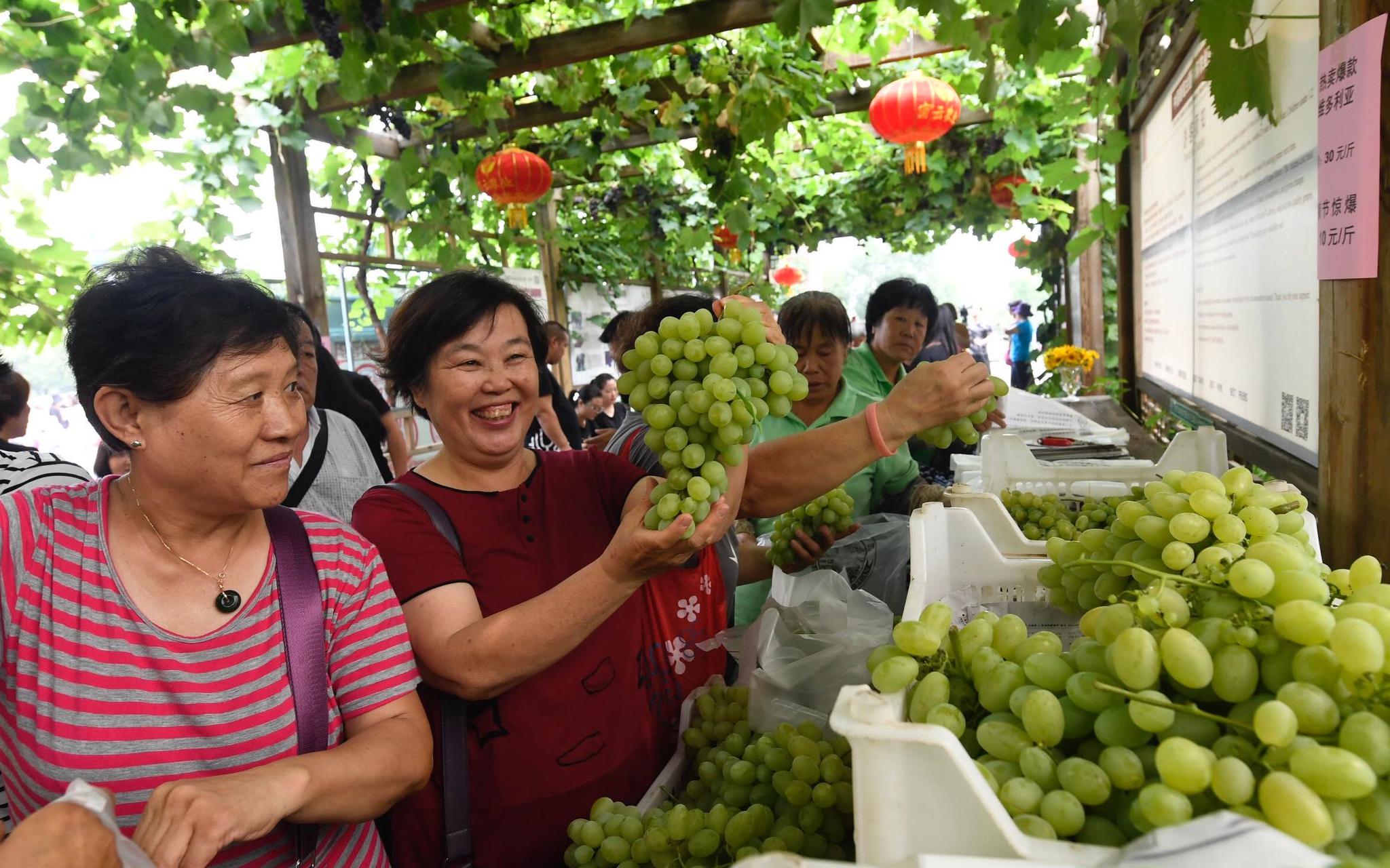 石南镇赛公村的葡萄熟了，请您免费品尝_长江云 - 湖北网络广播电视台官方网站
