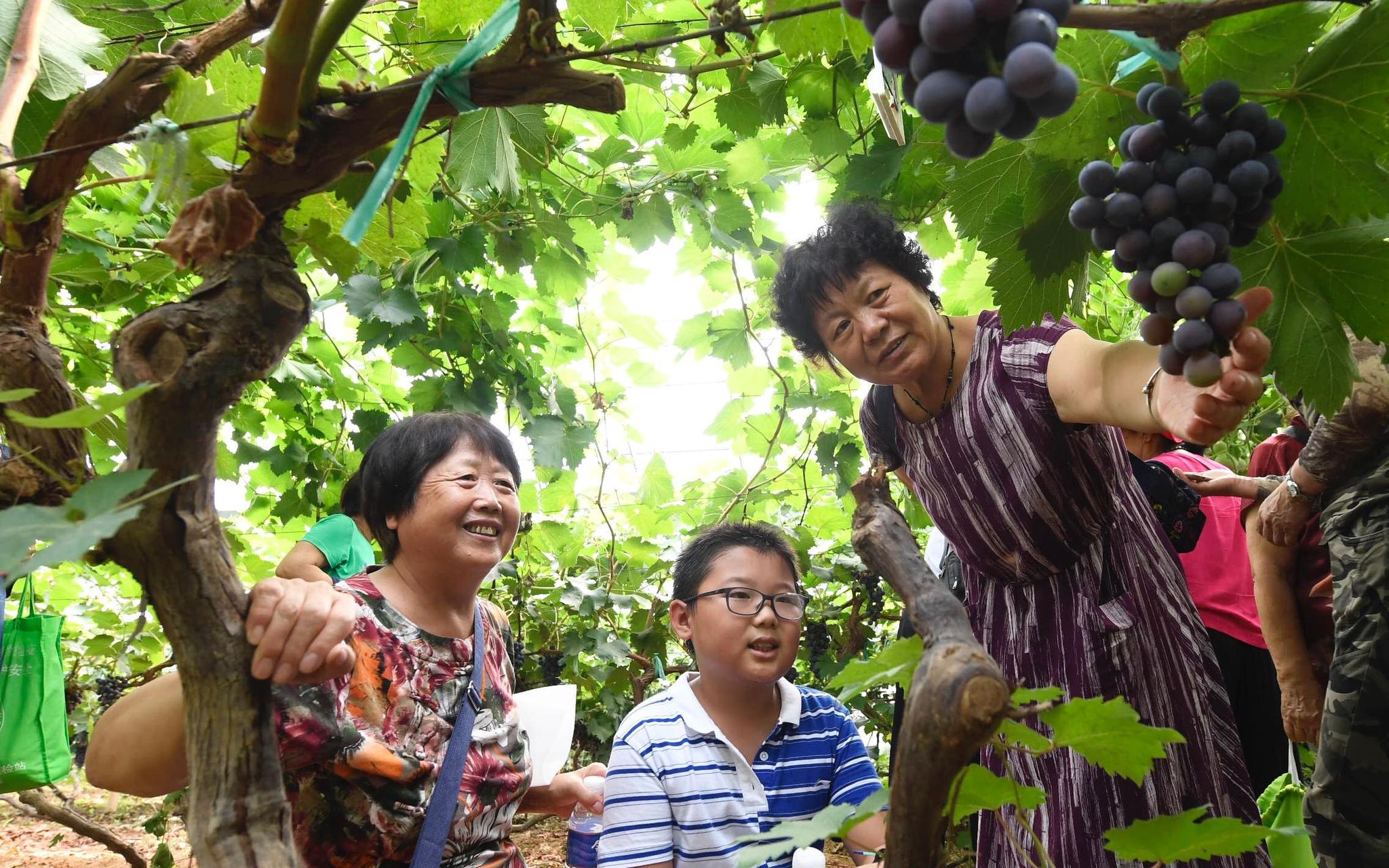 从品种筛选开始，这个团队让葡萄生产做到绿色高效_媒体聚焦_新闻中心_上海市农业科学院