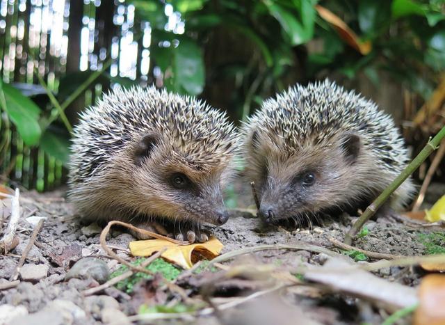 德国民众深夜常听到怪叫声彻夜难眠,警方赶到现场发现是刺猬交配
