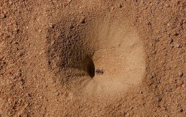 蚁狮的窝图片图片