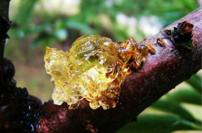 我猜你只知道图一,图二太奇葩|病虫害|美味|胭脂虫_新浪新闻