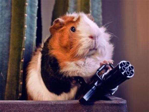 仓鼠出现打架的情况可能是这3个原因鼠友们要注意了