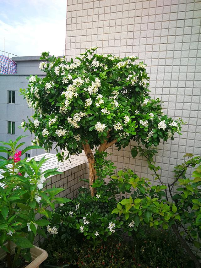 都说九里香矫情又难养,做好这几点,花开香味飘满屋