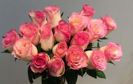 喜欢玫瑰不如选红袖玫瑰花语红颜知己娇艳动人十分妩媚