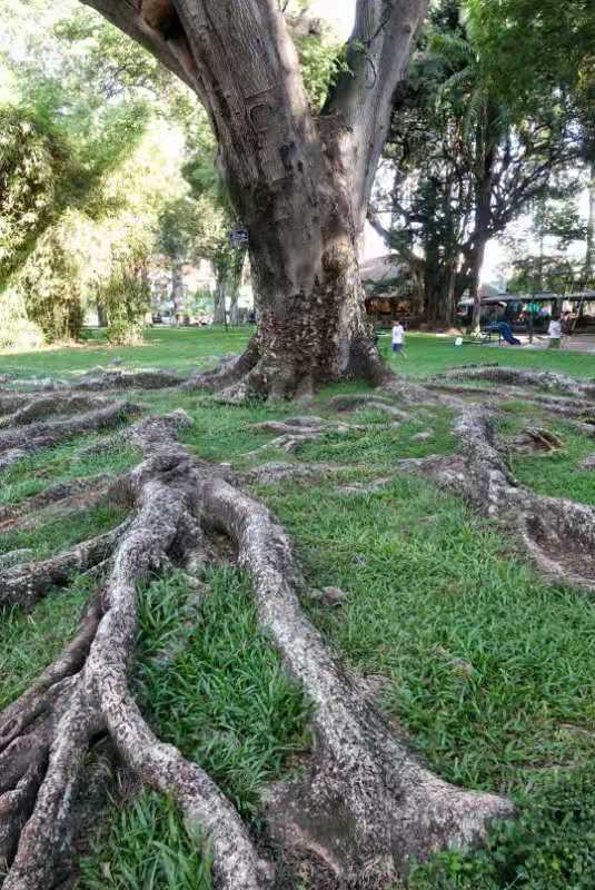 南方一棵参天大树的根系很发达,紧贴地面蜿蜒曲折