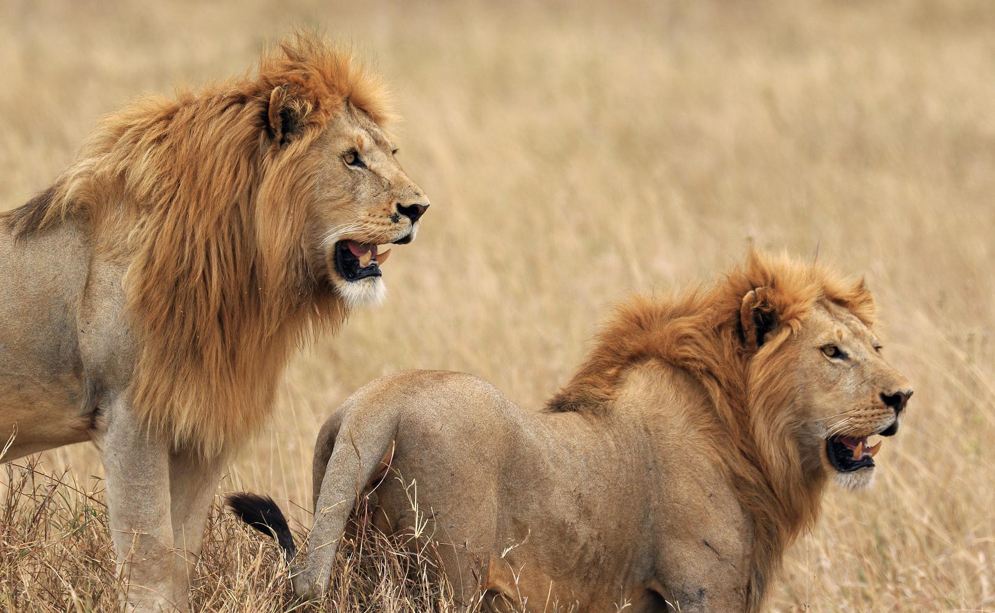 狮子和鬣狗有多大仇两头雄狮在草原挖鬣狗小鬣狗悉数难逃