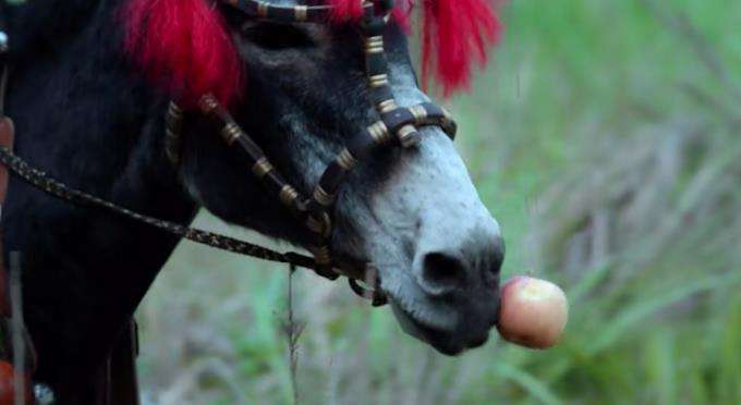 头戴大红花,爱吃小苹果还会见机行事,这头花里胡哨的小毛驴一出场就圈