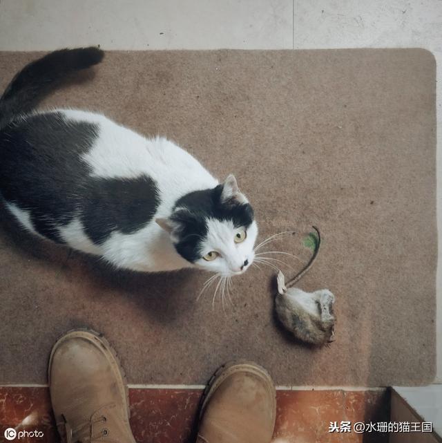 猫被蛇咬伤怎么办?猫抓蛇送给你是什么意思?