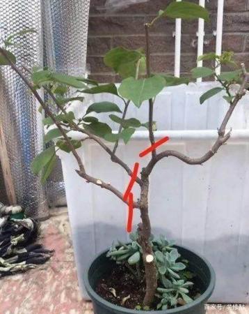 修剪成"棒棒糖",造型好看易打理,花开不断轻松爆盆|棒棒糖|三角梅