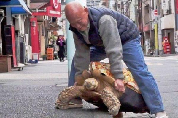 日本老人把乌龟当“儿子”养，乌龟满大街串门已成街头明星|乌龟|老爷爷|老人_新浪新闻