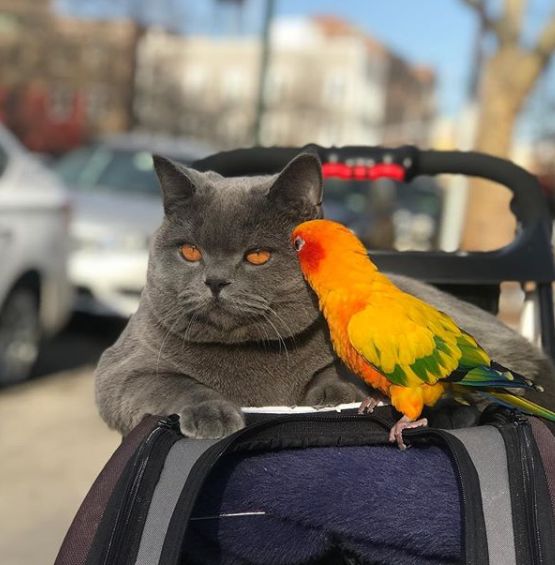 这只鹦鹉有猫瘾,时时刻刻都要和猫大哥在一起,从此游山玩水!