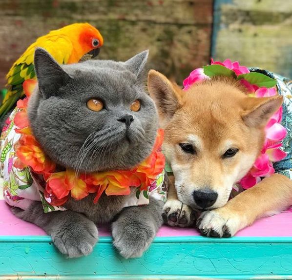 这只鹦鹉有猫瘾,时时刻刻都要和猫大哥在一起,从此游山玩水!