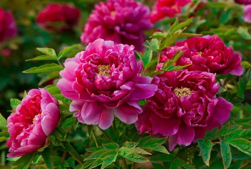 牡丹与梅花:"国花"之争背后,原来好纠结|视觉中国_新浪新闻
