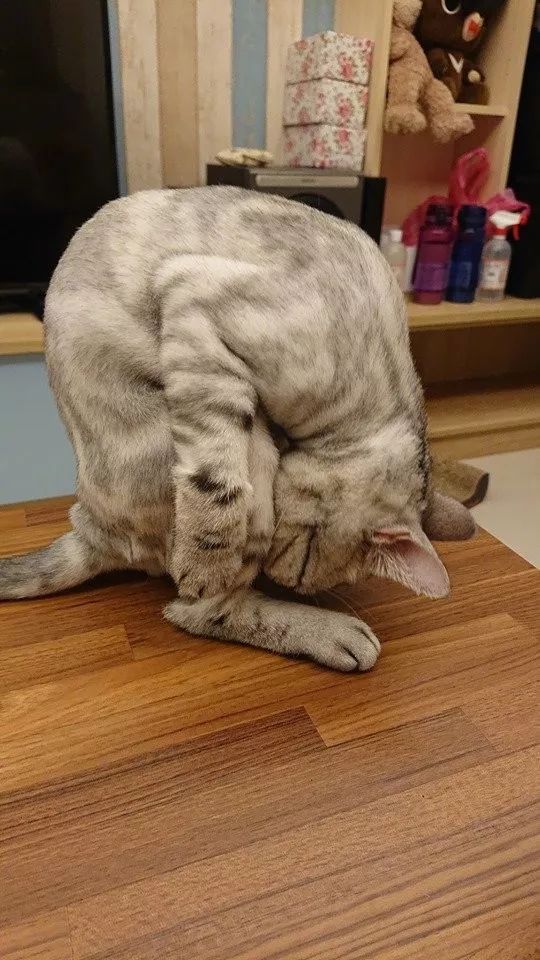 这猫弯着腰把头埋在pp里睡觉,这么高难度的睡姿第一次见!