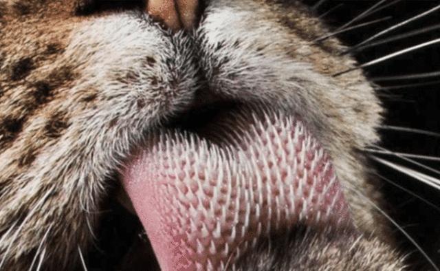 倒刺|舌头|猫咪_新浪新闻