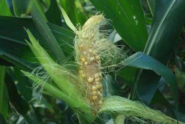 玉米迎来高温"热害"考验,只能预防不能治,可咋办?教您3招