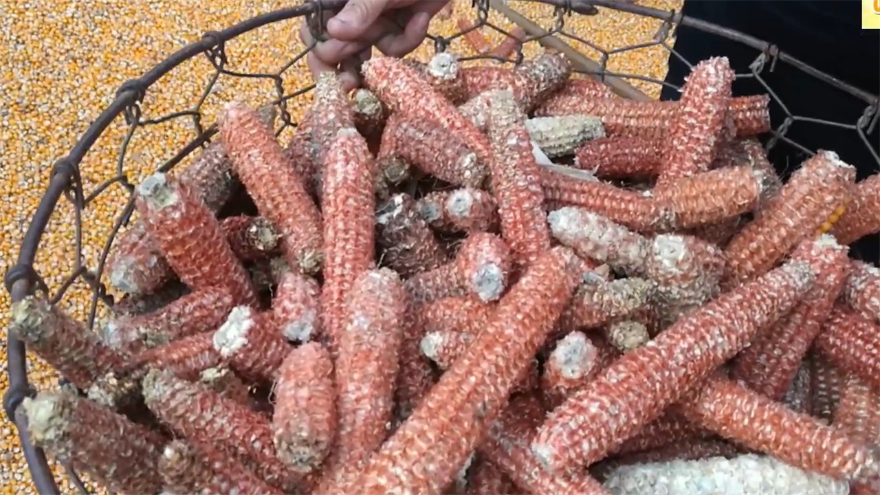 70岁老大爷发明了剥玉米神器一天能剥三亩地成本二百元