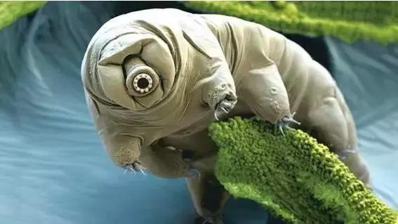 可是,今天三水要告诉你,有种生物比它更强悍,那就是水熊.