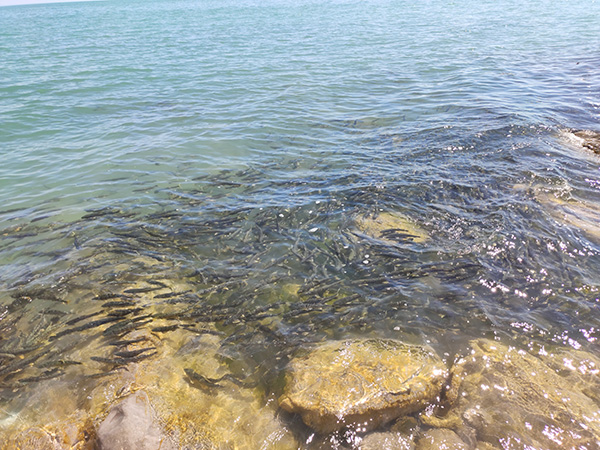 孙先生在茶卡盐湖旁拍摄的湖中湟鱼 受访者供图