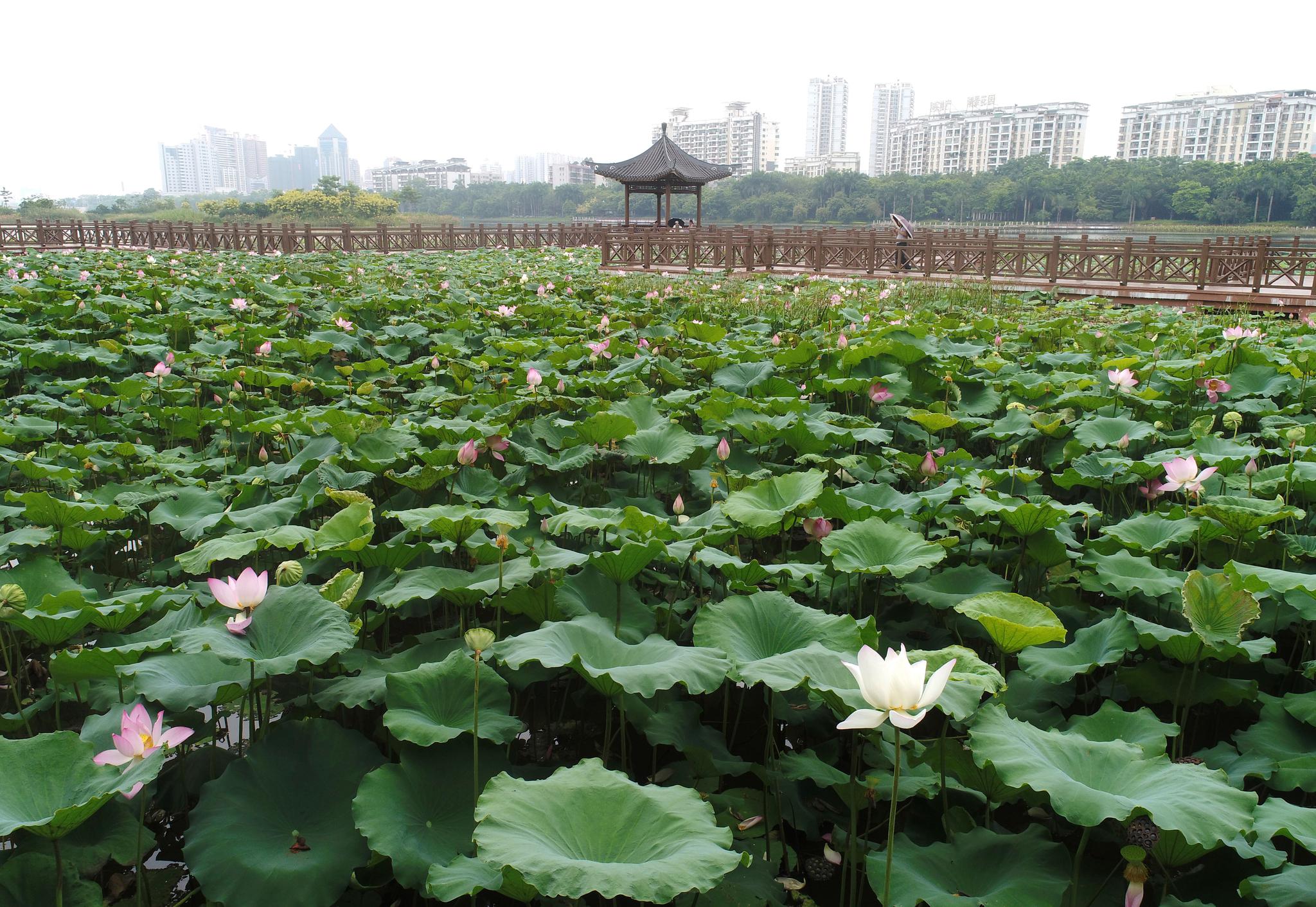 广西南宁市南湖公园的荷花竞相绽放