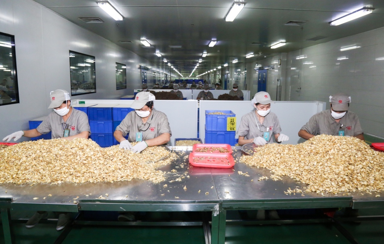 康美药业中药生产基地人的一天