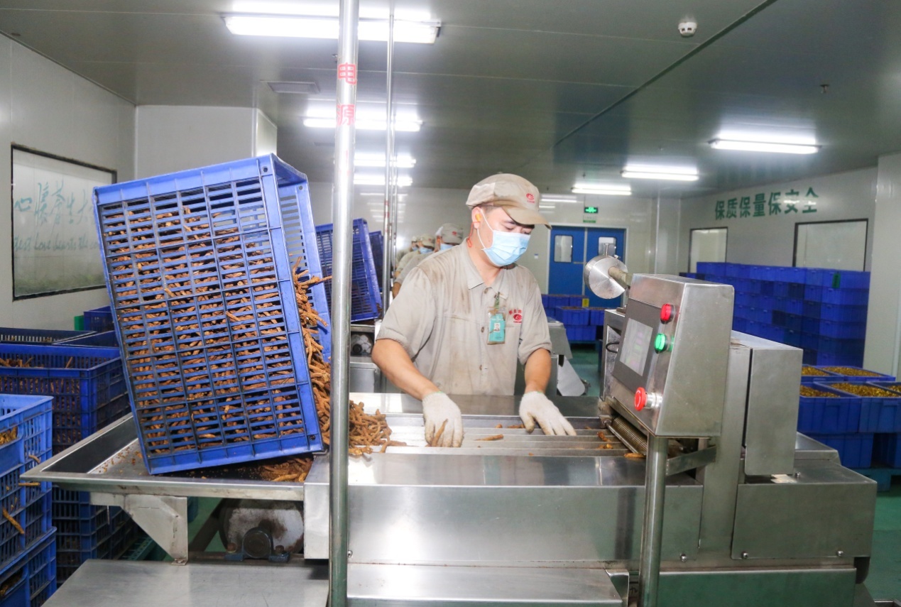 康美药业中药生产基地人的一天