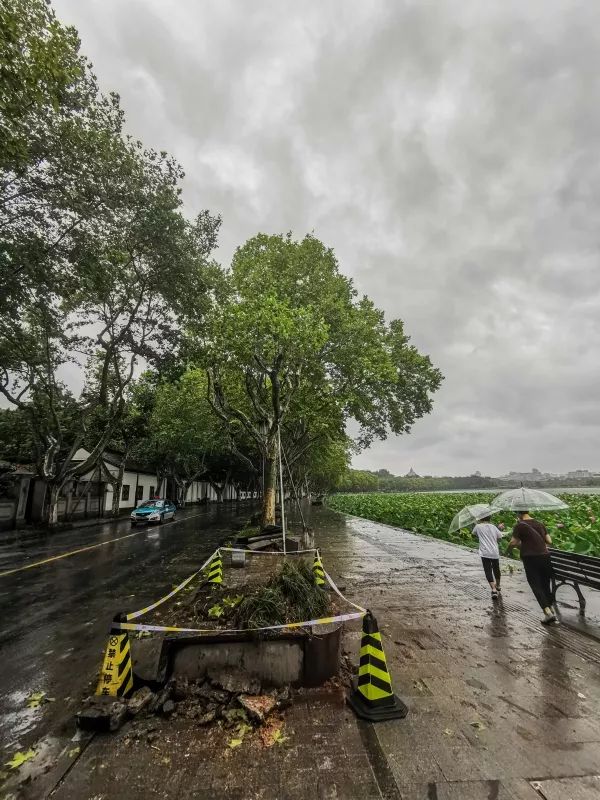  杭州西湖景区北山路一处刚刚清理好的倒塌行道树的根基（8月10日手机拍摄）。  新华社 图