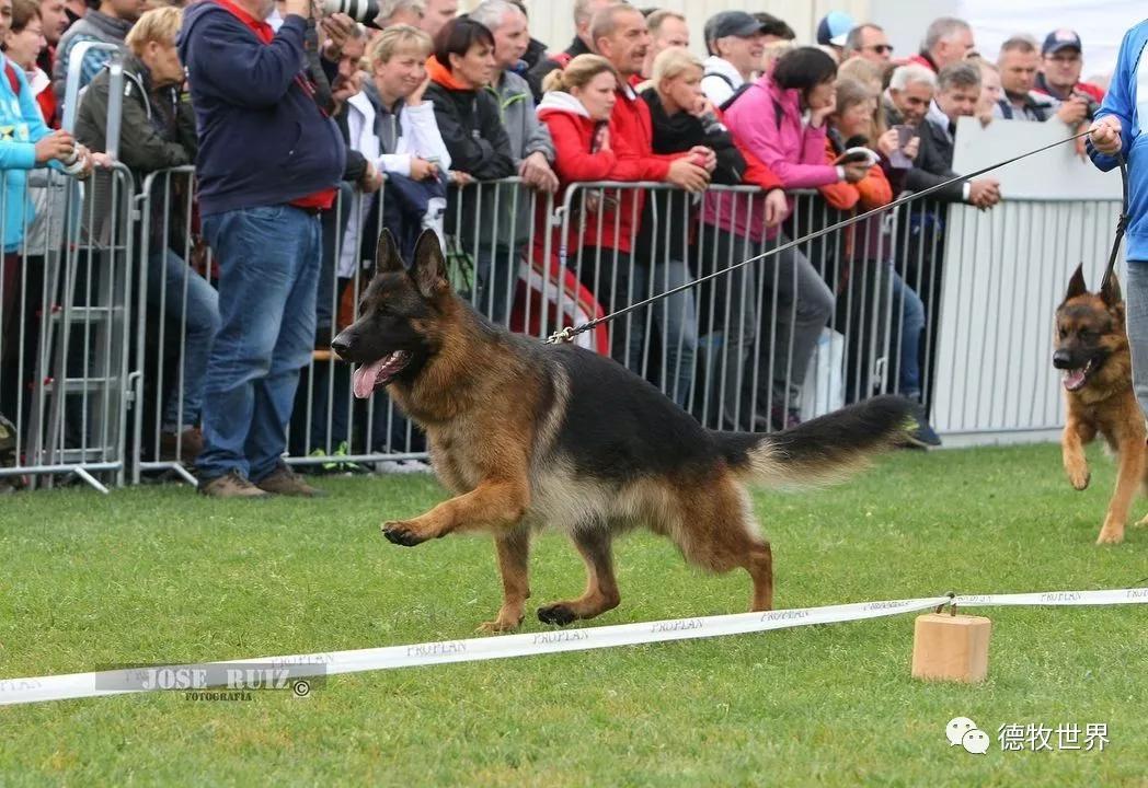 德牧图集2018svv1阿萨普asapvomaldamar