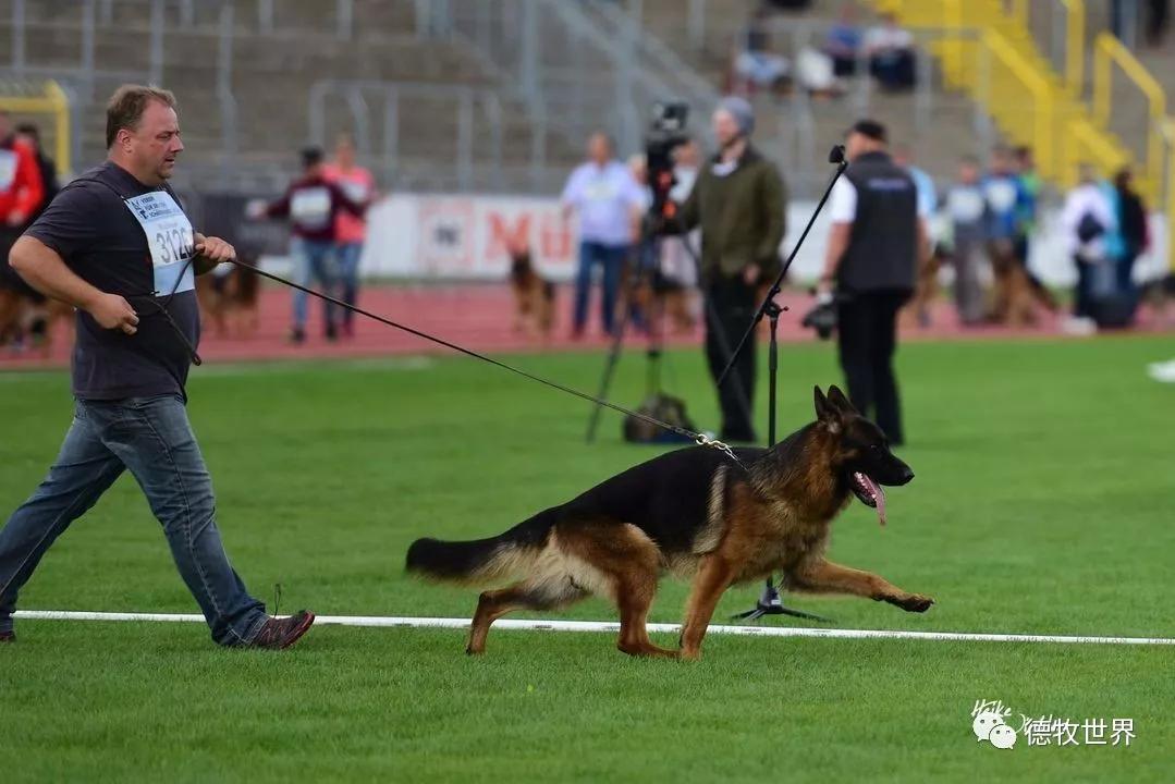 德牧图集2018svv1阿萨普asapvomaldamar