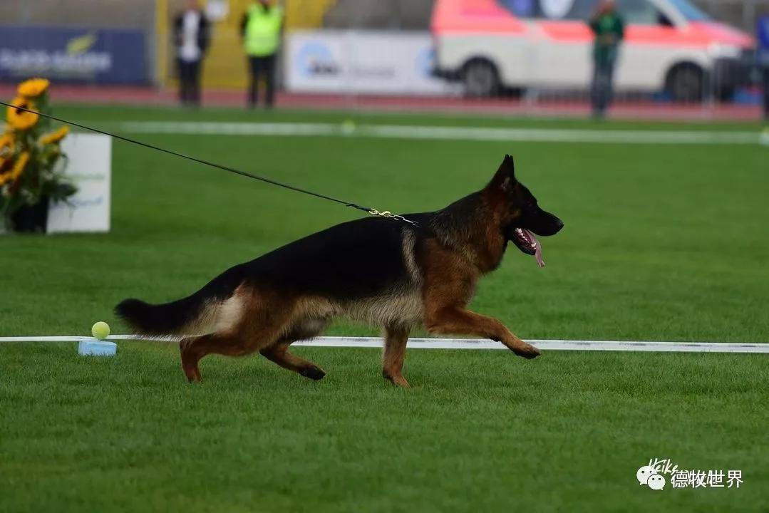 德牧图集2018svv1阿萨普asapvomaldamar