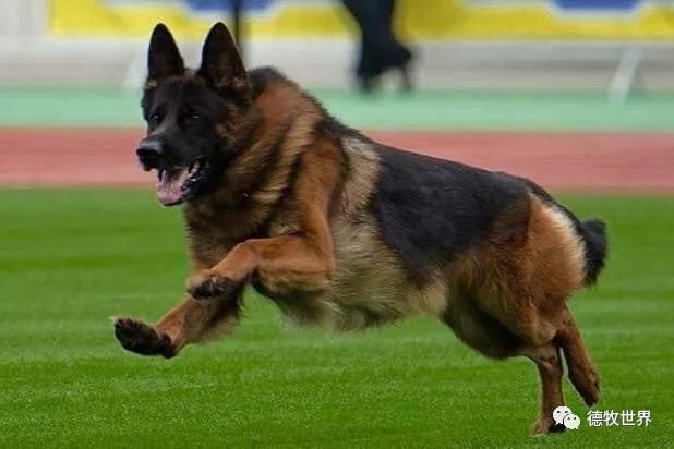 德牧图集2018svv1阿萨普asapvomaldamar